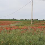 Signons contre la Loi Duplomb !