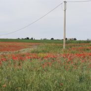 Signons contre la Loi Duplomb !