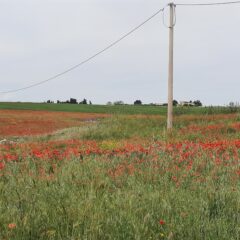 Signons contre la Loi Duplomb !